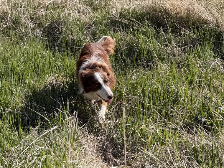 Yogi coming through spring grass toward the camera.