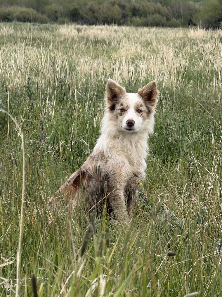 Birdie, a red merle border collie, sitting alert in tall summer grass.