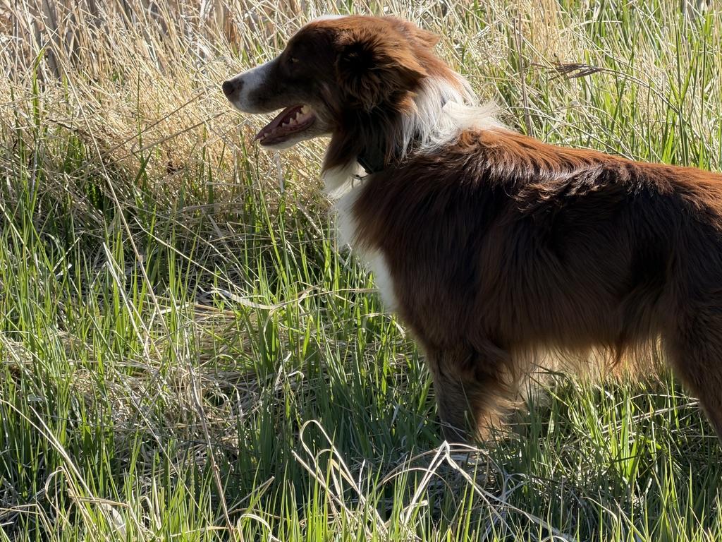 Yogi, a red and white border collie, in tall grass at first light.