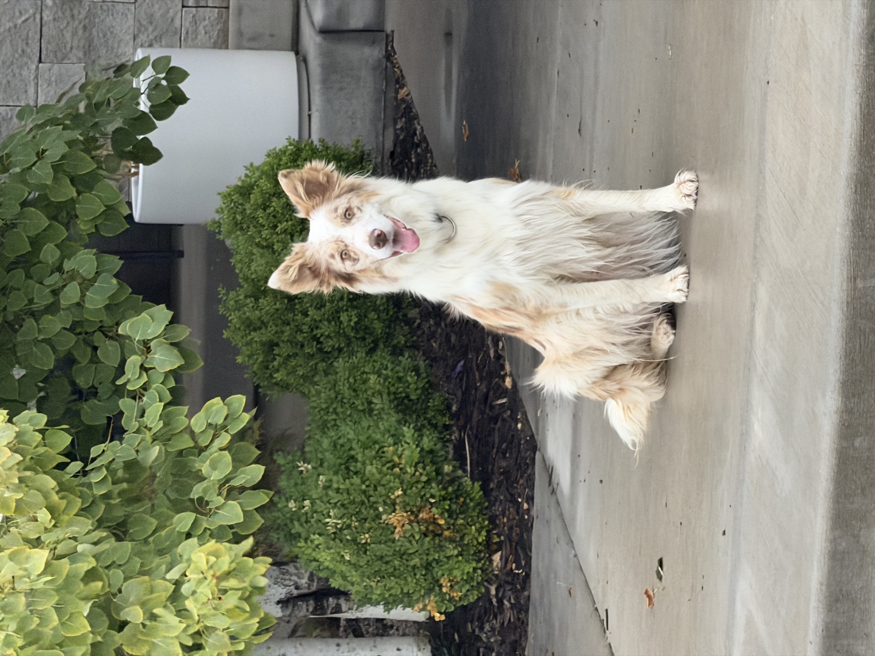 Birdie, a red merle border collie, sitting on a sidewalk with her ears up.